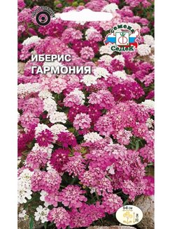 Отзыв на цветок Иберис Гармония
