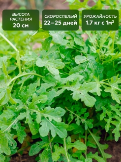 Отзыв на Семена Руккола Индау , семена салата , зелень , микрозелень , пряная зелень , салат на балконе