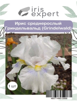Отзыв на Iris Expert Ирис среднерослый Гриндельвальд (Grindelwald), 1 шт