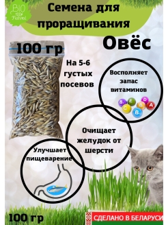 Отзыв на Семена овса для проращивания. Трава для кошек птиц и грызунов, Травка для кошек 100г