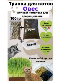 Отзыв на Семена овса для проращивания. Трава для кошек птиц и грызунов, Травка для кошек 100г