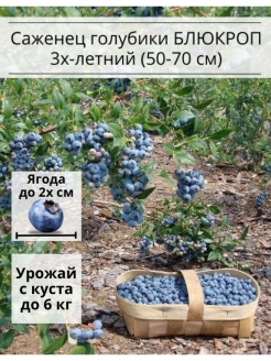 Отзыв на Саженец