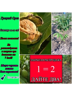 Отзыв на Саженец