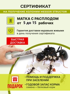 Отзыв на Муравьи жнецы для муравьиной фермы, матка с расплодом 20-50 особей