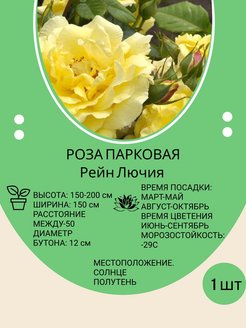 Отзыв на Саженцы роза парковая