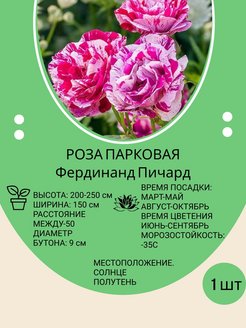Отзыв на Саженцы роза парковая