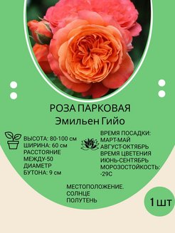 Отзыв на Саженцы роза парковая